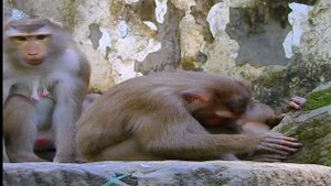 Mama Luna Baby Monkey Lucie 01 | Мама Луна Малышка Обезьяна Люси 01