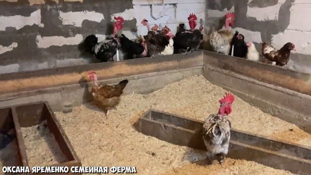 СОДЕРЖАНИЕ и кормление / Обзор моих кур несушек