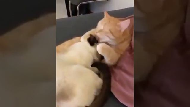 Коты обнимается и облизывает.