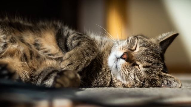♬ Relaxing Music for Nervous Cats ? Stress Relief, Deep Sleep, 528 Hz Music смотреть онлайн