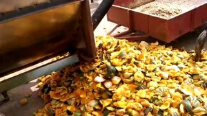 Тыквоуборочные комбайны - установки барабанного типа. Kombain Kürbis