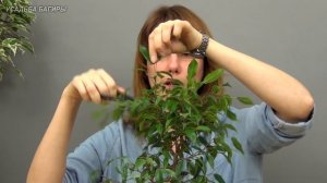 Бонсай из фикуса Бенджамина (ч.3).