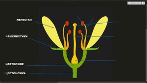 строение ЦВЕТКА части ЦВЕТКА функции ЕГЭ