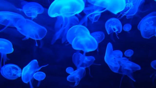 Relaxing Piano Music & Beautiful Nature смотреть онлайн