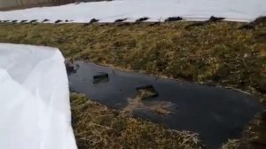 Укрытие молодых посадок ежевики в Сибири, г.Омск