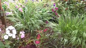 прогулка по саду в конце лета. часть 1