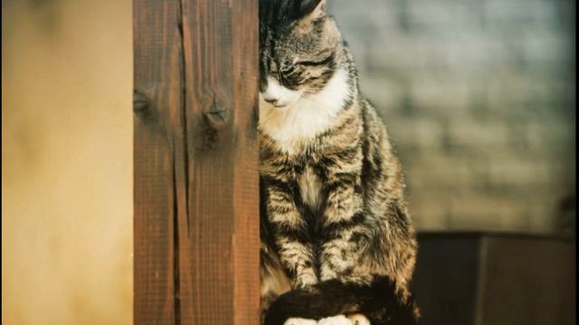 ПЛАЧ О КОШКЕ (#любимыестихи)