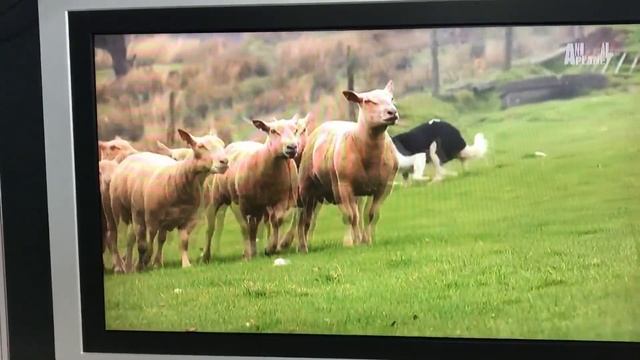 Тайная Жизнь домашних Животных? смотреть онлайн