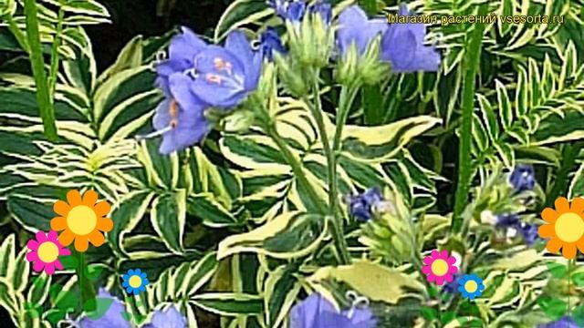 Синюха голубая Бриз д?Анжу. Краткий обзор, описание характеристик polemonium caeruleum Brise d'Anjo смотреть онлайн