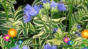 Синюха голубая Бриз д?Анжу. Краткий обзор, описание характеристик polemonium caeruleum Brise d'Anjo