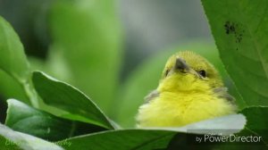 Amazing Bird Videography by Cannon Powershot sx530 HS Camera.