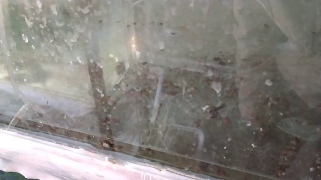 Появился живой мелкий Крымский мотыль и коретра на рынках Москвы и Рязани . Последний запуск золота смотреть онлайн