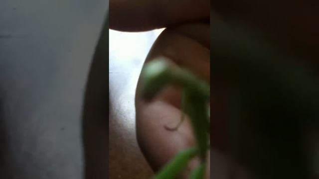 Gloria the mantis interview смотреть онлайн