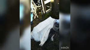 Ремонт ЮМЗ. Замена прокладки под головкой блока целиндров.