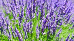 ЛАВАНДОВОЕ МОЛОКО. ЛЕЧЕБНЫЕ СВОЙСТВА ЛАВАНДЫ.