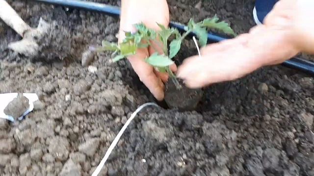 Высадка высокорослых томатов в теплицу