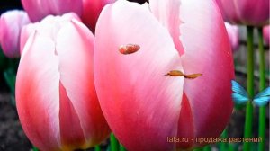 Тюльпан гибридный Ройал Прайд (royal pride) ? обзор: как сажать, луковицы тюльпаны Ройал Прайд