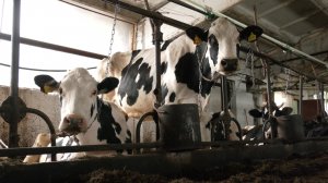 Фермер из Советского района планирует запустить продажу молока в автоматах