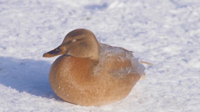 Гибридная утка смотреть онлайн
