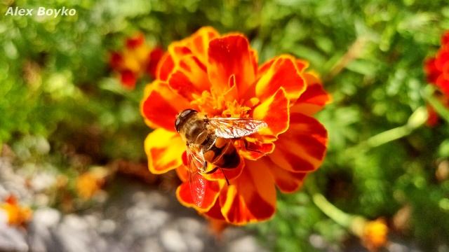 Теперь это мой основной смартфон! Он почти идеальный! alex boyko смотреть онлайн