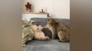 Приколы с котами и собаками #73