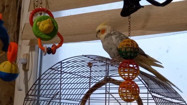 Тимоша и Кеша встречают меня с работы. / Готовлю куриные шейки. / смотреть онлайн