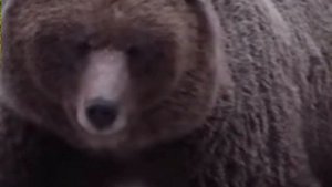 бурый медведь》против《горилла