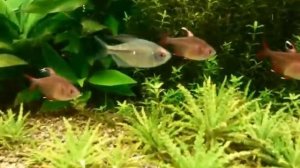 орнатус белоплавничный (hyphessobrycon ornatus)