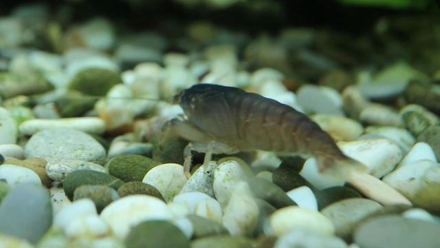 Ещё немного Габонской креветки фильтратора (Atya gabonensis) смотреть онлайн