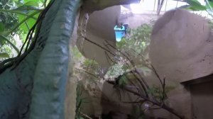 Амазония !В зоопарке лимпопо.