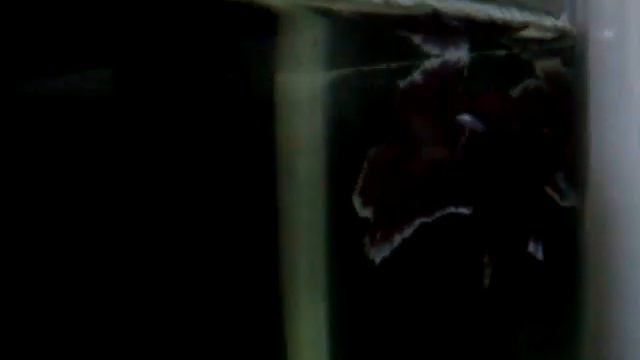 Lavender butterfly hmpk vs red dragon hmpk смотреть онлайн