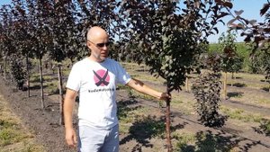 Яблоня декоративная. Сорт "Рояльти"