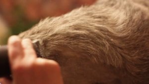 Стрижка шеи и переходов у миттельшнауцера