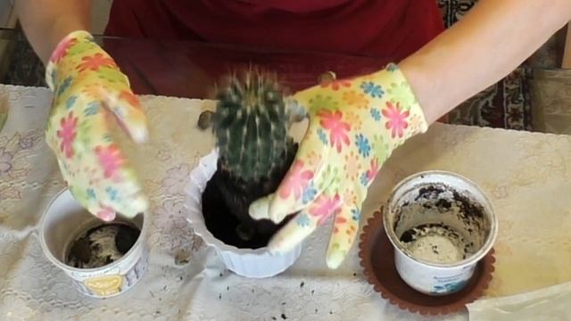 Ой! Они тайком ставят нам прививки!.. Кактусы смотреть онлайн