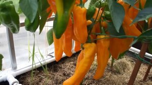 САМЫЙ УРОЖАЙНЫЙ СОРТ СЛАДКОГО ПЕРЦА