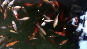 Малёк комет,после зимовки.