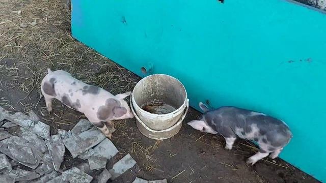 Поросятам 20 дней , опорос у дюрка , как набрали поросята породы пьетрен , поросята на улице