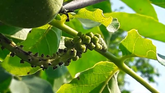 Для науки это страшнее чем НЛО.  Второе цветение ореха грецкого формы Кочерженко.