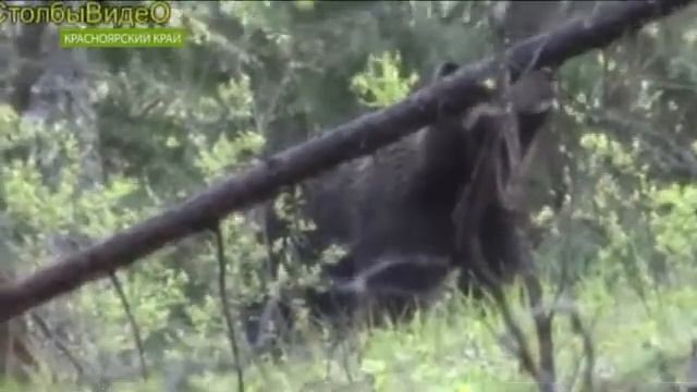 В тайгу на юге Сибири лучше пока не ходить смотреть онлайн