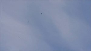 Владимир Левшаков  и мои голуби.