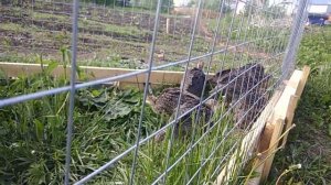 Индюки кросс бронза 708 первый опыт