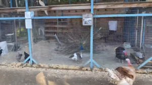 ТВЕРЬ - САВВАТЬЕВО - КАБЛУКОВО 40 КМ НА ВЕЛОСИПЕДЕ. ЗООПАРК НА ТРАССЕ. ОЧЕНЬ КРАСИВАЯ ЦЕРКОВЬ