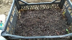 Ранункулюс. Посадка.