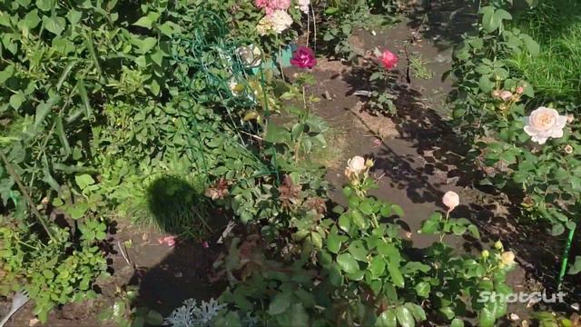 Сад, огород, лес.😊 смотреть онлайн