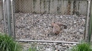 АДЛЕР. Обезьяний питомник. 04.23. Путешествие в одиночку 🙂.