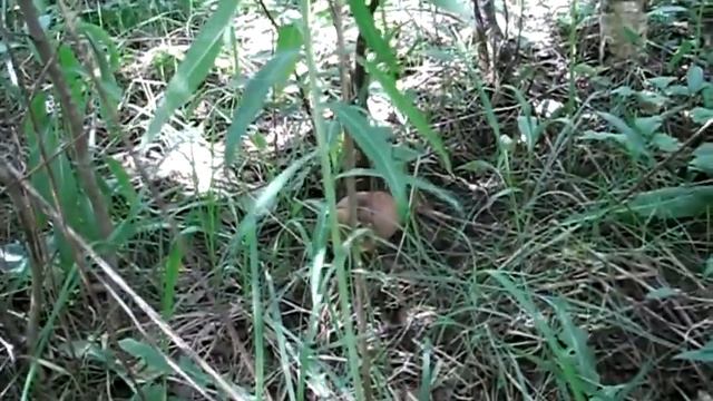 Непецино. Грибы.Когда корзинки оказалось мало. смотреть онлайн