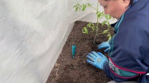 Посадка помидор в теплицу. Наша многолетняя инструкция. Эксперимент по посадке вместе с огурцами