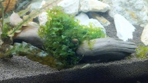 Мох пеллия в 200 литровом аквариуме