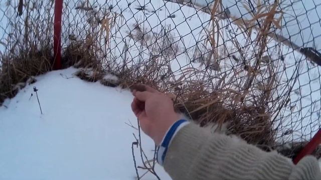 Выращиваем саженцы смородины из черенков зимой.
