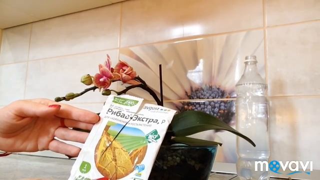 Первый полив с РИБАВ ЭКСТРА орхидеи,после пересадки в цеофлору смотреть онлайн